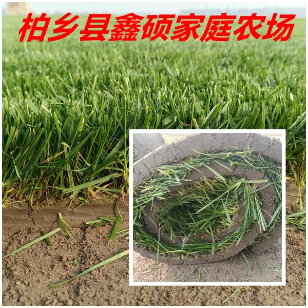 内蒙古地区适合小区绿化草坪的品种及推荐的草坪种植品种