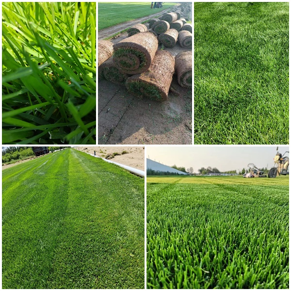 栾城草坪种植基地在栽种冷季型四季青混播草坪和早熟禾草坪时，需要遵循一些基本的栽种方法和步骤