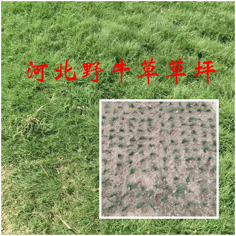 天津地区绿化野牛草草坪种植栽种要点